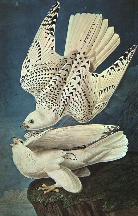 John James Audubon White Gerfalcons oil painting picture